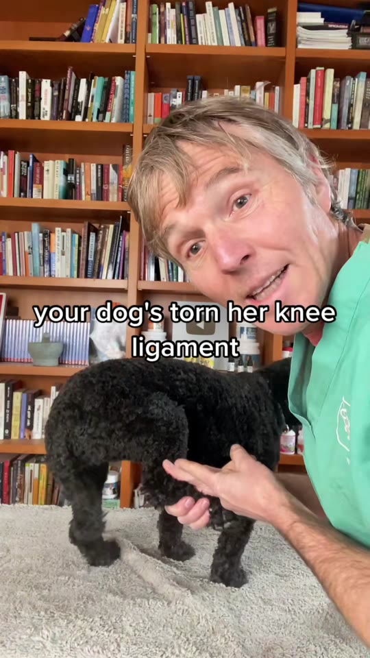 Can peptides really speed up cruciate ligament healing in dogs?