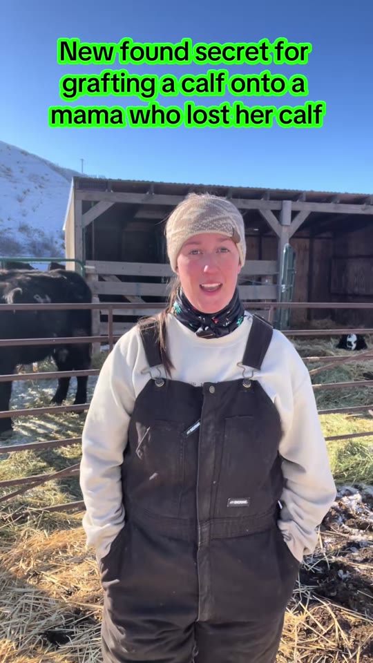 Oxytocin nasal spray for cattle bonding: what the science says