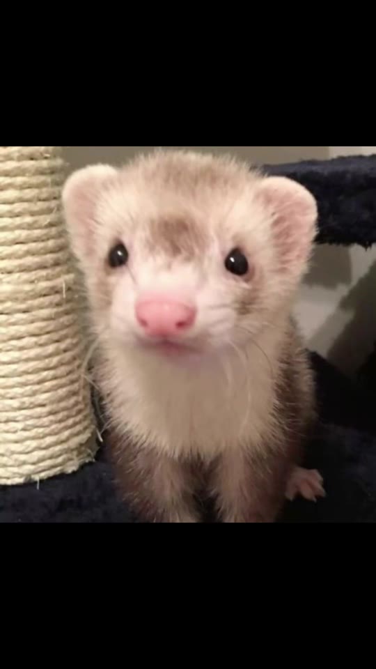 TRT on TikTok: separating ferret-level facts from real science
